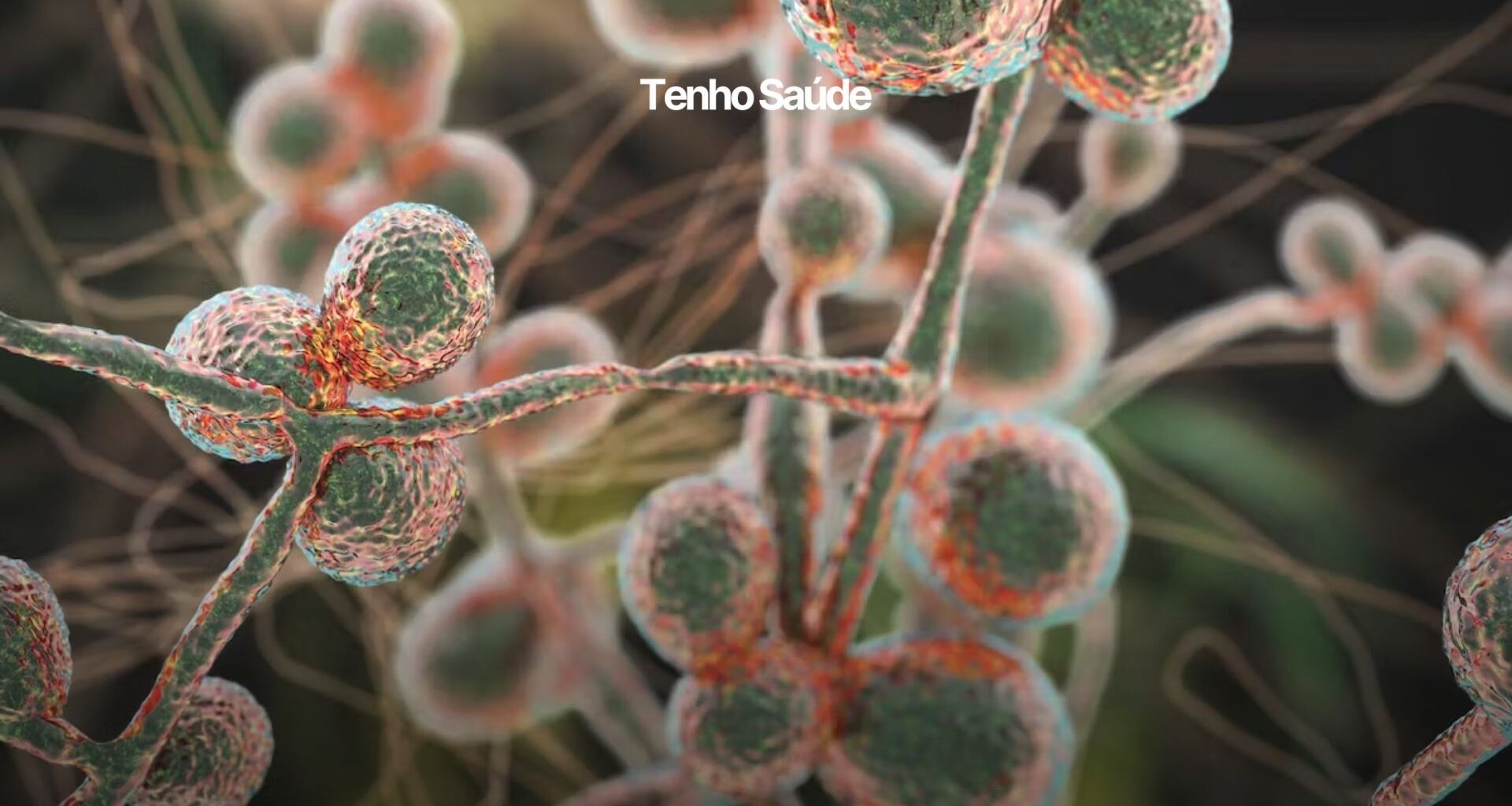 Candida auris: el súper hongo, qué es, grupo de riesgo, cuáles son los síntomas y cómo prevenirlo. - Estoy sano Candida auris es una levadura fúngica que puede infectar a los humanos.